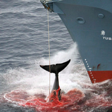  Avaaz faz apelo mundial contra a legalização da caça comercial de baleias