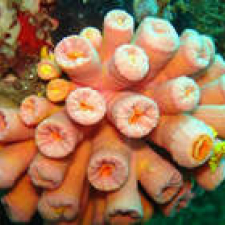 Coral - Sol, bonita e perigosa